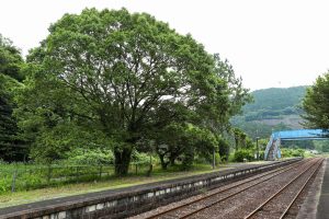 JR美祢線・厚保駅の上りホーム上の大樹（山口県美祢市）